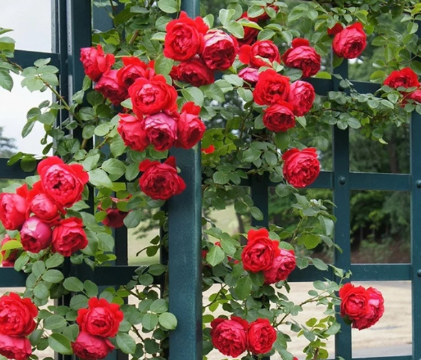 紅龍月季一年開(kāi)幾次花（可一年四季開(kāi)花）
