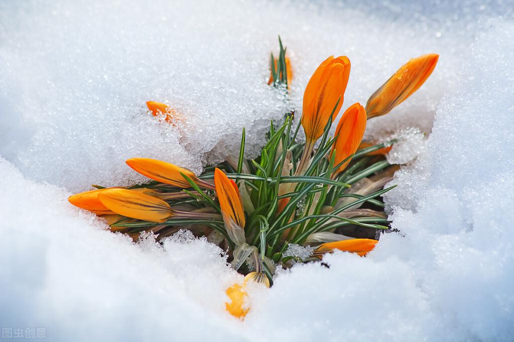 雪水澆花好不好(澆花好處多) 雪水澆花好不好(澆花好處多)