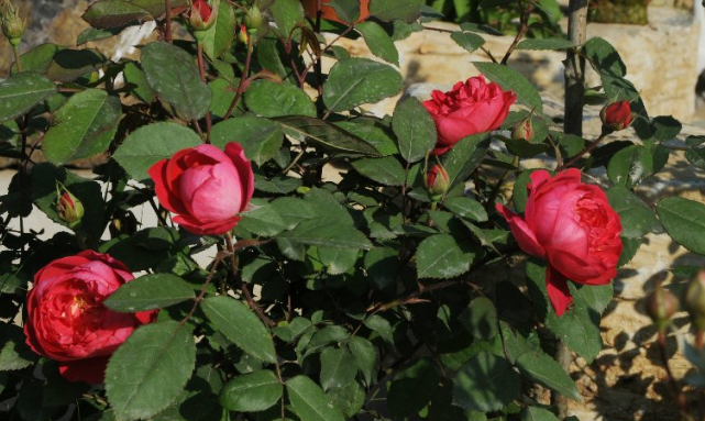 紅龍月季一年開(kāi)幾次花（可一年四季開(kāi)花）