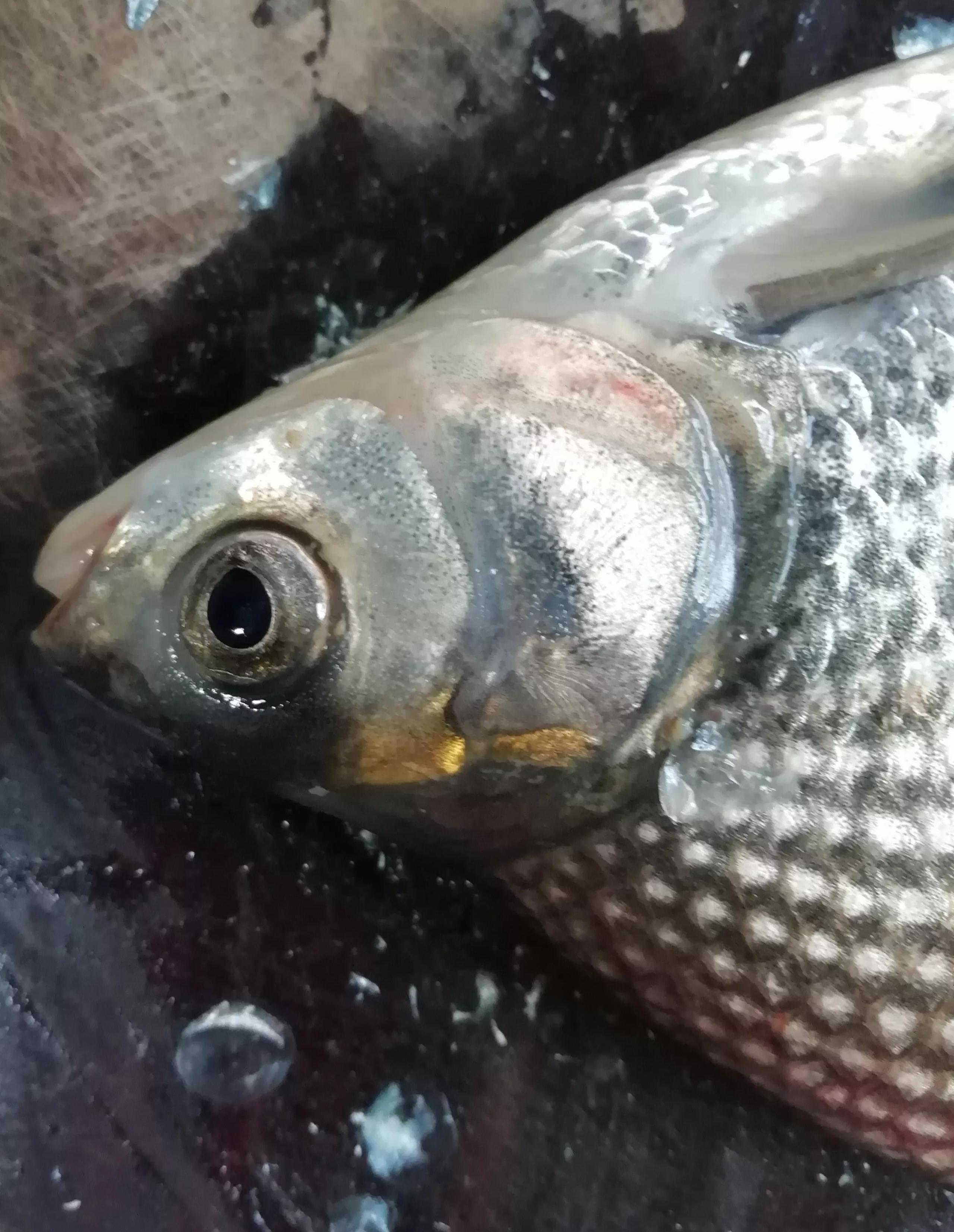 鳊魚(yú)是淡水魚(yú)還是海水魚(yú)（教你烹飪鳊魚(yú)技巧）