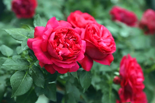 紅龍月季一年開(kāi)幾次花（可一年四季開(kāi)花）