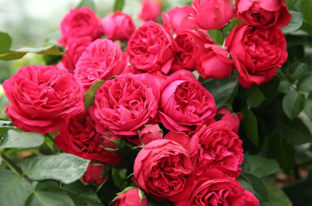 紅龍月季一年開(kāi)幾次花（可一年四季開(kāi)花）