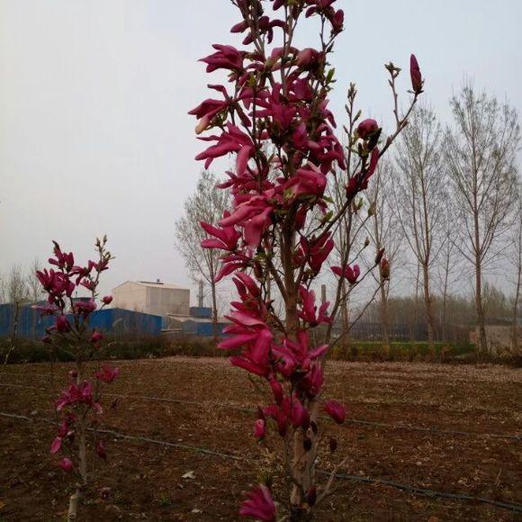 白玉蘭怎么澆水，白玉蘭花多久澆一次水?