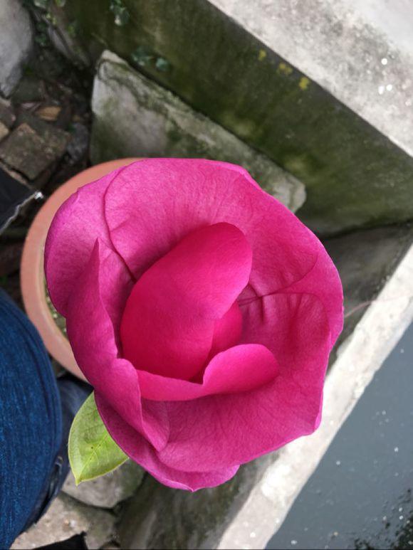 白玉蘭怎么澆水，白玉蘭花多久澆一次水?