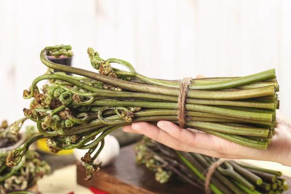 厥菜——山菜之王（被列為致癌蔬菜，可適量食用）