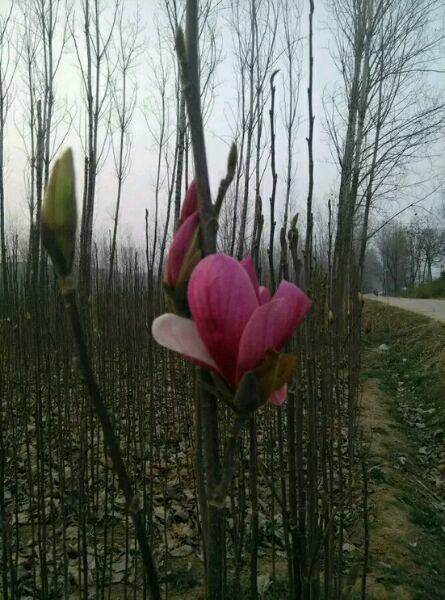 白玉蘭怎么澆水，白玉蘭花多久澆一次水?