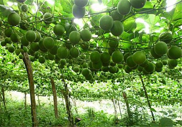 羅漢果（野栝樓）種植方法，教你栽培技術(shù)和防治措施