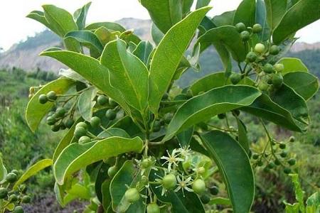 山竹果樹(shù)圖片(叫你正確養護山竹的方法) 山竹果樹(shù)圖片(叫你正確養護山竹的方法)