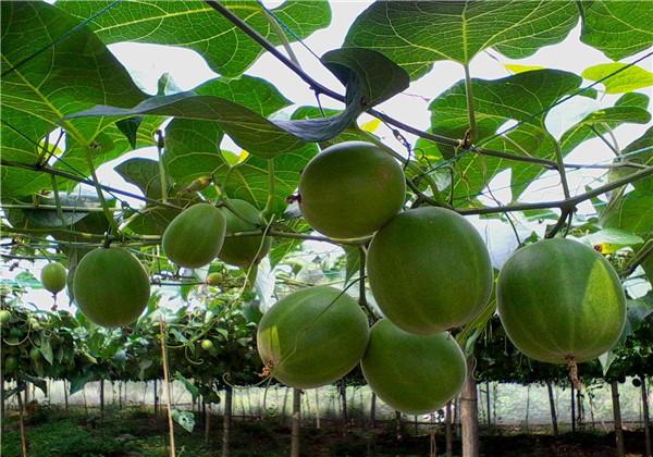 羅漢果（野栝樓）種植方法，教你栽培技術(shù)和防治措施