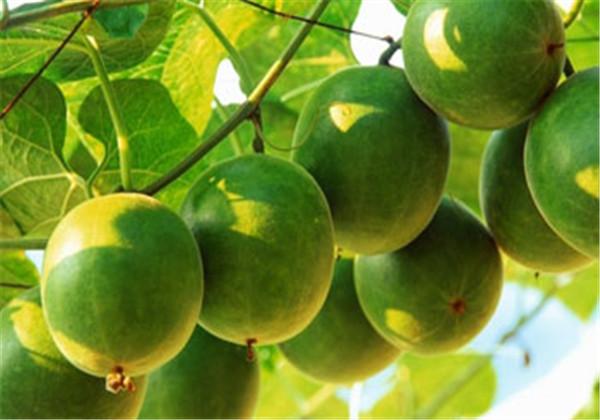 羅漢果（野栝樓）種植方法，教你栽培技術(shù)和防治措施