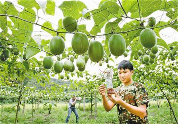 羅漢果（野栝樓）種植方法，教你栽培技術(shù)和防治措施
