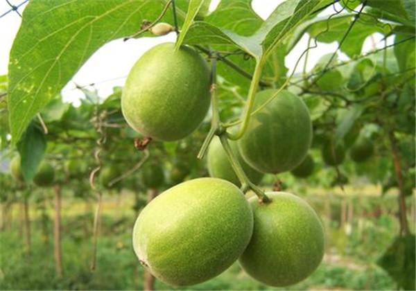 羅漢果（野栝樓）種植方法，教你栽培技術(shù)和防治措施