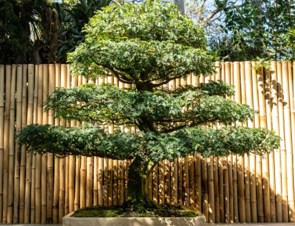家門(mén)口不適合種植的樹(shù)有哪些？也是有講究的