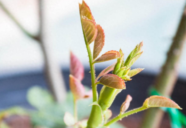 月季哪個(gè)季節修剪比較好？這樣修剪開(kāi)花更旺