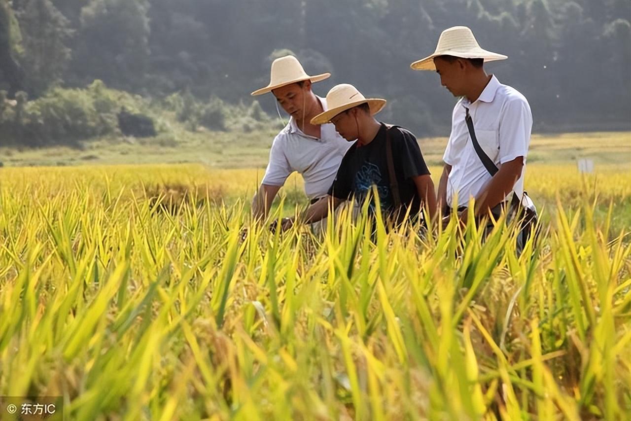 地補取消，農業(yè)補貼停發(fā)，農民種地意愿大打折扣