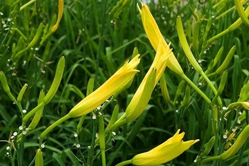 黃花菜種植方法，教你黃花菜該怎么種植