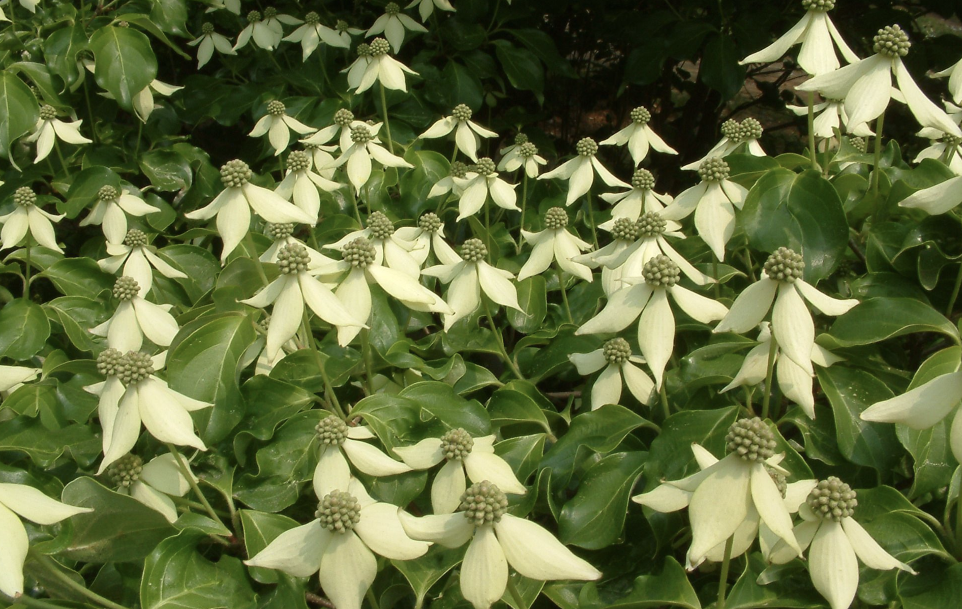 四照花介紹，帶你認識四照花的特點(diǎn)
